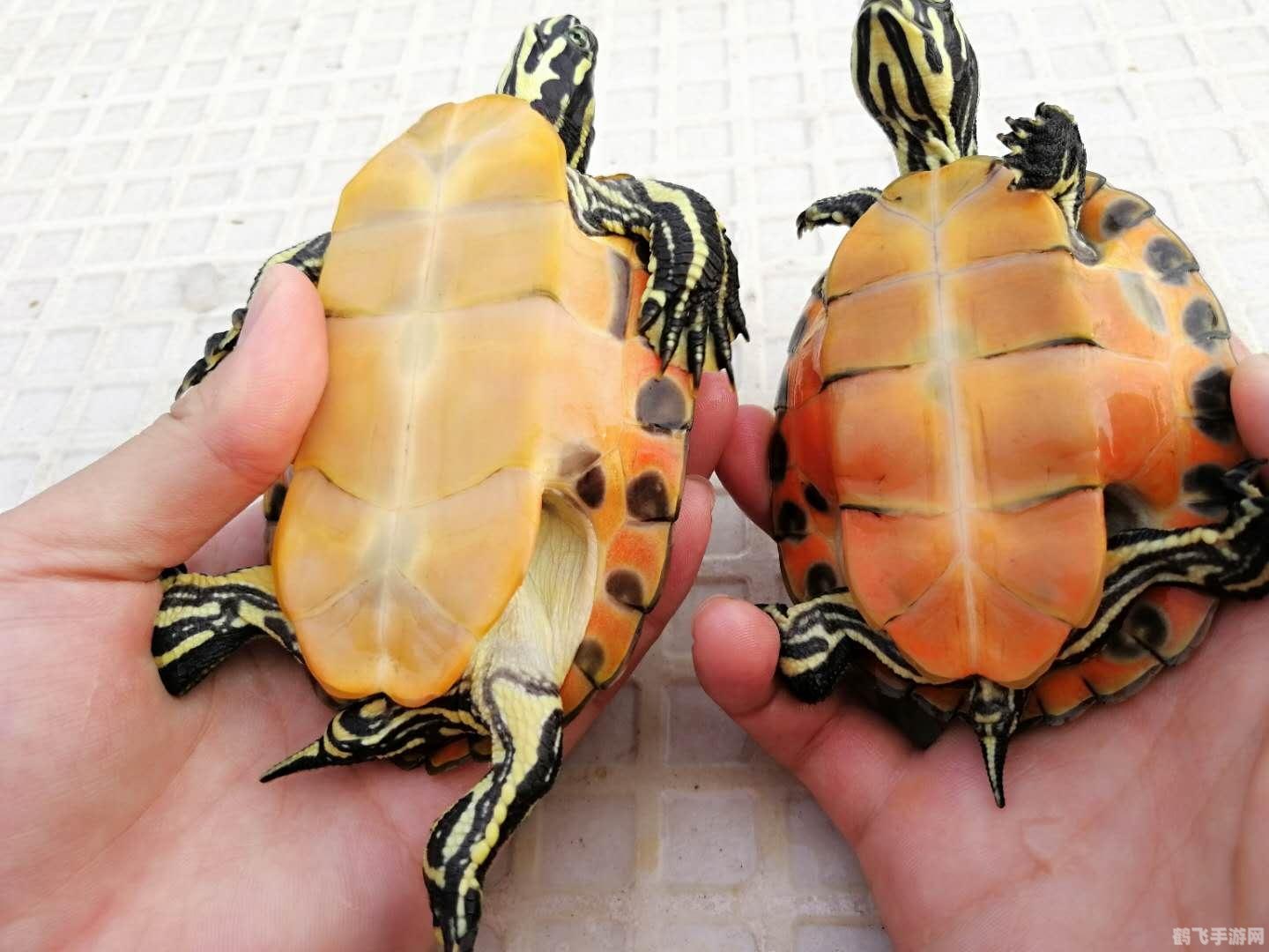 火焰龟捕捉攻略,手游中的非电子冒险