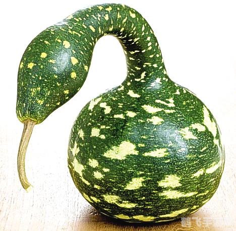 狼来了猜一水果名最强的大脑,狼来了挑战中的隐藏果实——手游非电子冒险攻略