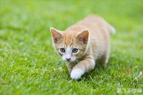 有俗语说猫有九条命蚂蚁庄园,猫有九条命游戏攻略,探索俗语背后的奇幻世界