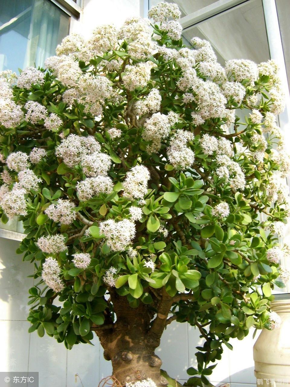 植物大作战,植物大作战游戏攻略与心得分享