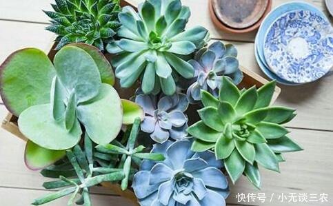 植物大作战,植物大作战游戏攻略与心得分享