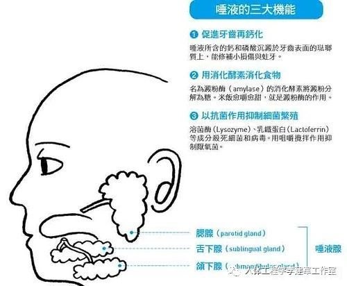 一个人每天大约会分泌多少口水,揭秘人体奥秘，一个人每天究竟会分泌多少口水？