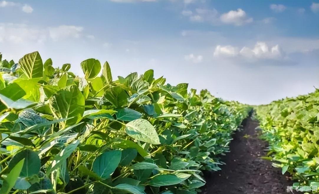 qq农场种什么升级最快,QQ农场快速升级攻略，精选作物，高效升级