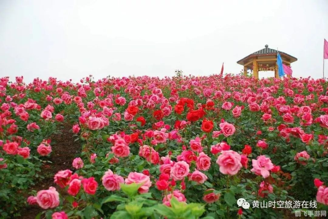 玫瑰小镇五彩之翼探秘，翱翔于绚烂花海的攻略指南