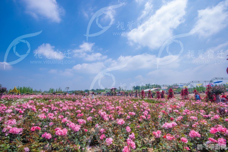 玫瑰小镇五彩之翼探秘,翱翔于绚烂花海的攻略指南