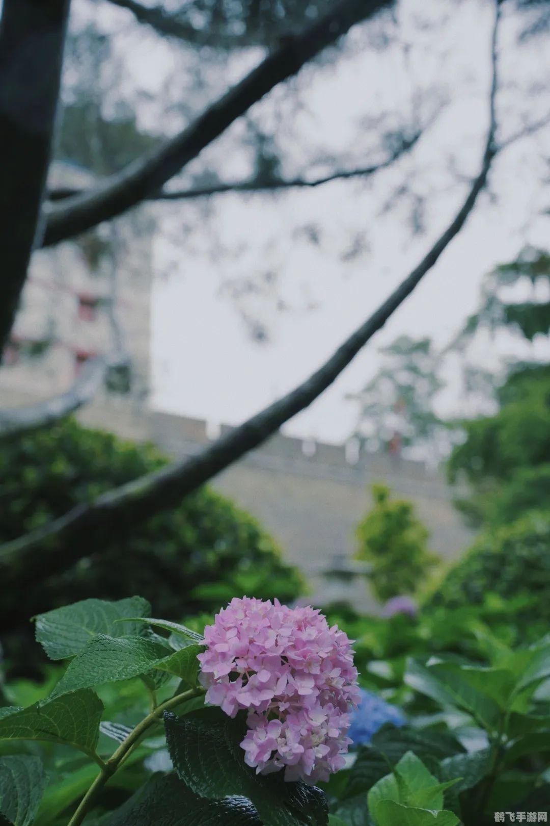 唐代长安大街上种植的树是,梦回大唐,长安街头的绿意盎然——探索唐代长安城大街的槐树之谜