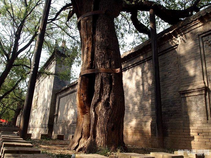 唐代长安大街上种植的树是,梦回大唐，长安街头的绿意盎然——探索唐代长安城大街的槐树之谜