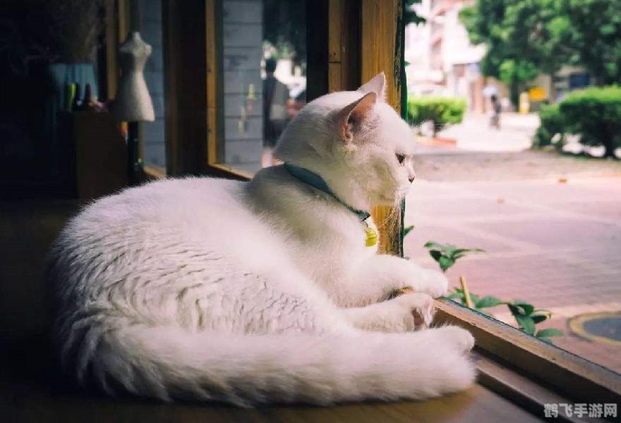 夜晚十大必备软件app大全,夜晚十大必备软件APP盘点，助你畅享夜生活