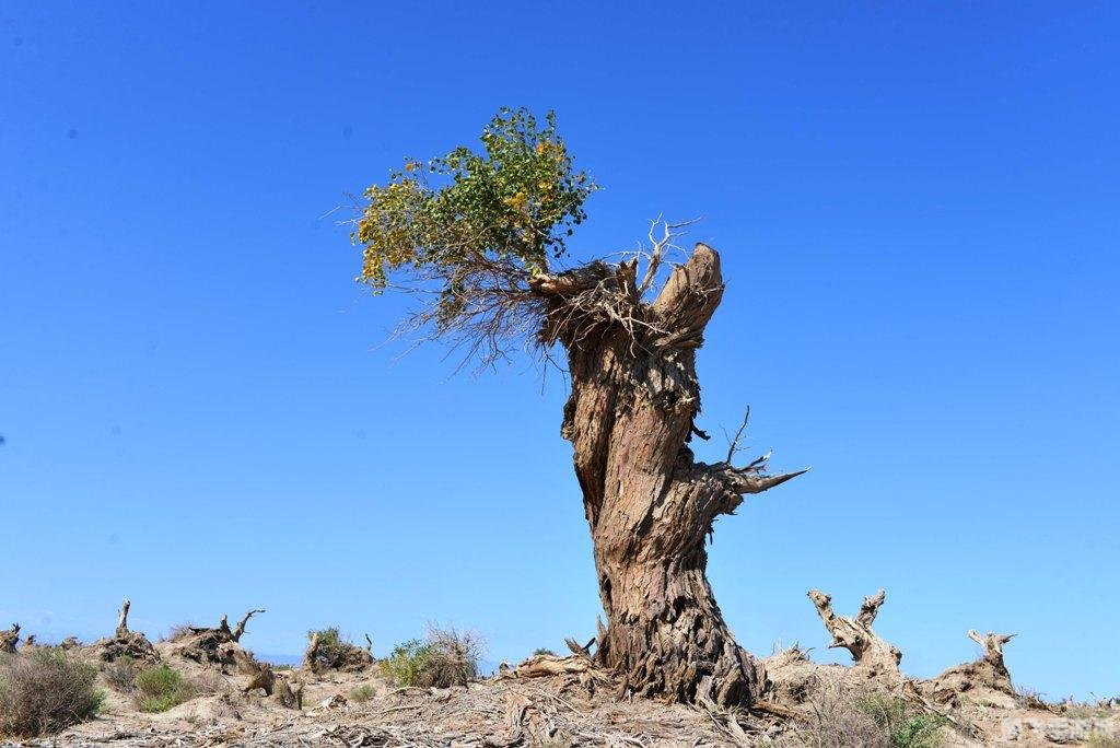 魔幻传奇2,魔幻传奇2手游深度玩法与攻略指南