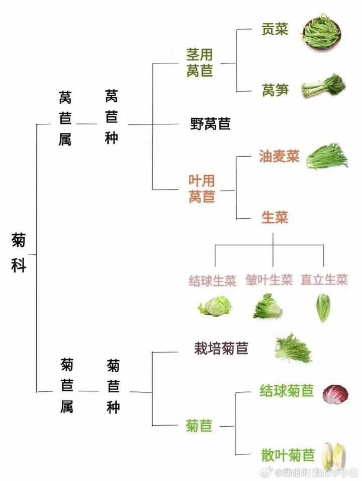 油麦菜和谁是亲戚,揭秘油麦菜的亲戚关系,带你玩转蔬菜家族手游攻略!