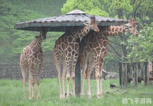 探索奇妙动物世界，长颈鹿天生高血压的奥秘与手游攻略