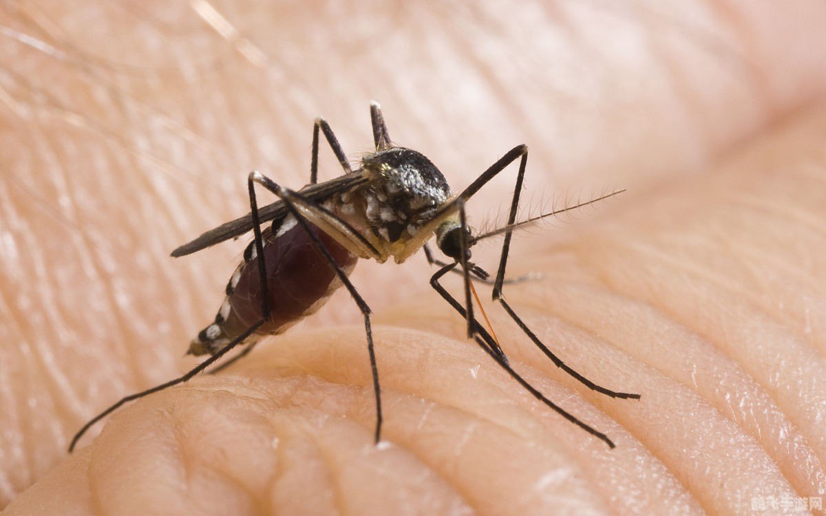 蚊子叮人原因