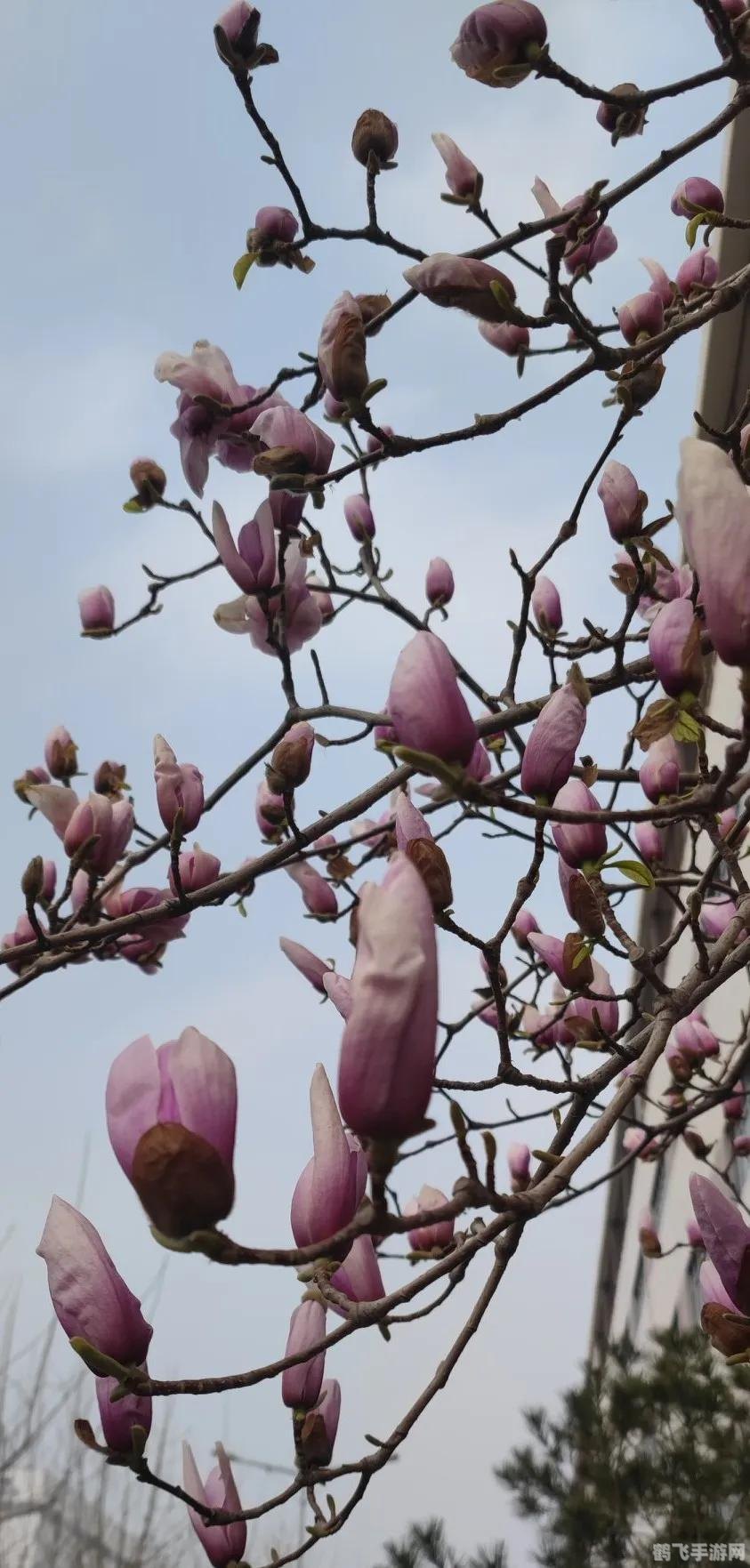 经典动画片蚂蚁庄园,经典动画片蚂蚁庄园游戏攻略与心得分享