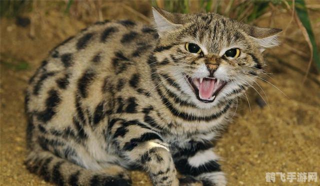 豪猪的亲戚揭秘与手游攻略，与鼠共舞的乐趣