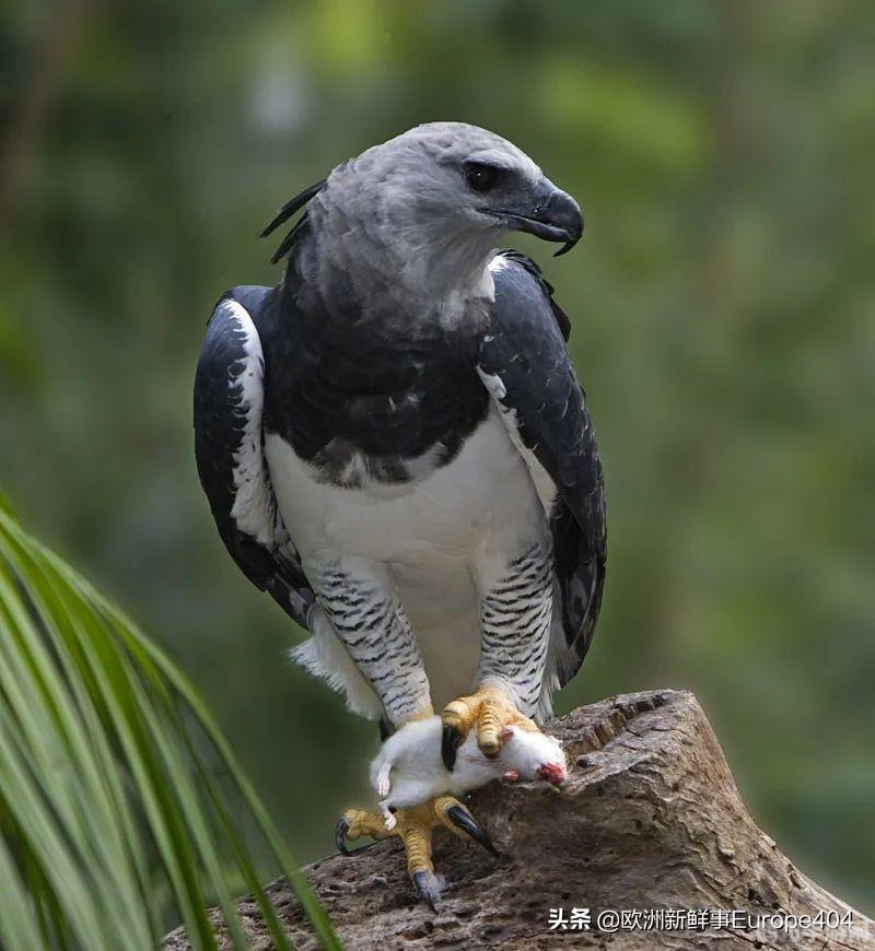 豪猪的亲戚揭秘与手游攻略，与鼠共舞的乐趣