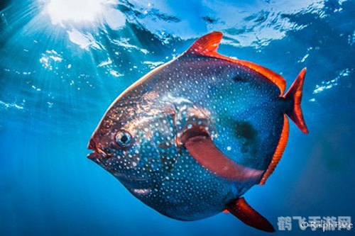 新鲜红腮鱼,探索海洋深处的秘密宝藏