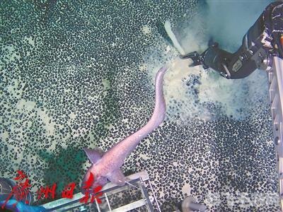 深海探险,捕捉神秘鼠尾鱼的终极攻略