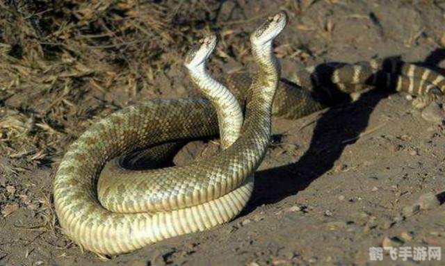 鹰院和蛇院哪个人气高,鹰院