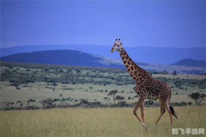 揭秘长颈鹿的短暂梦境,探索非洲草原之王的睡眠之谜