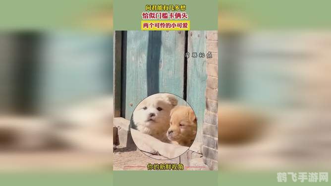 小可爱永久回家地址,小可爱永久回家攻略,打造温馨家园,让小可爱们安心落户