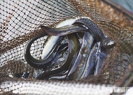 揭秘软黄金之谜——鳗鱼苗与手游攻略大揭秘