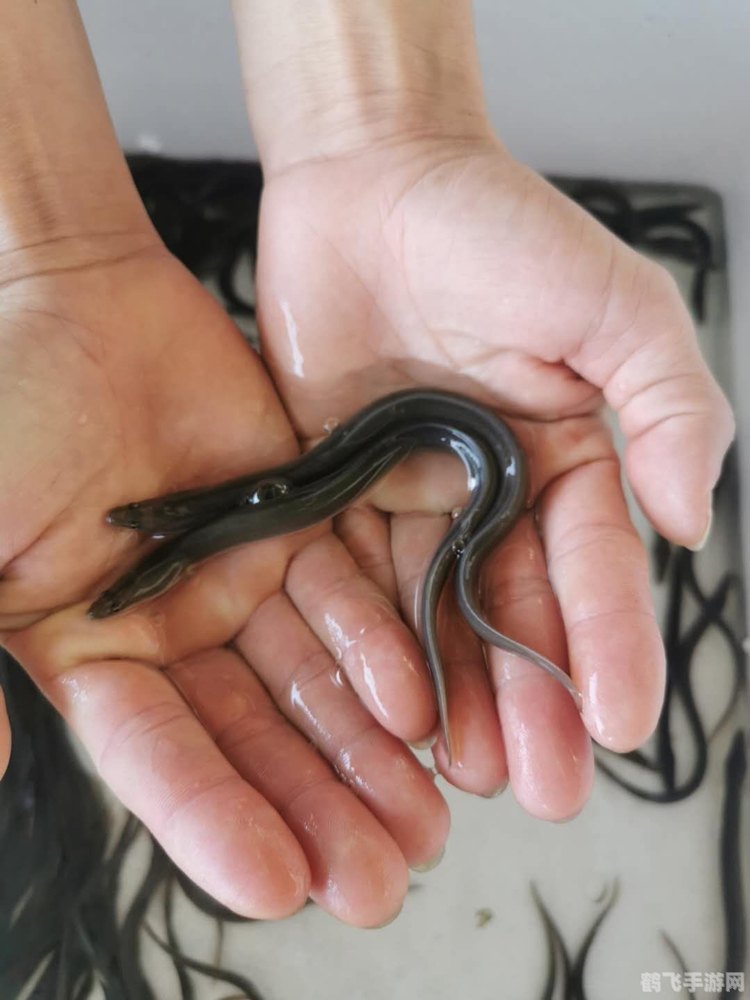 揭秘软黄金之谜——鳗鱼苗与手游攻略大揭秘