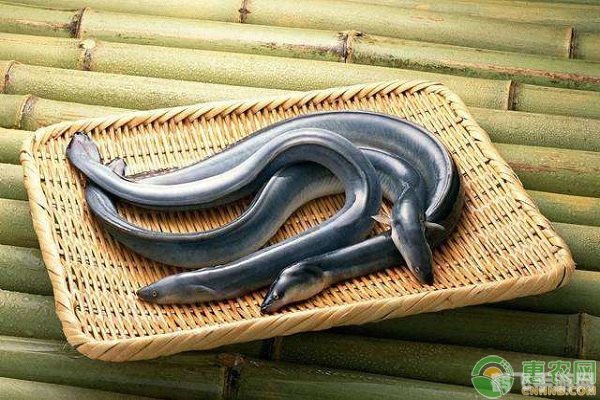 揭秘软黄金之谜——鳗鱼苗与手游攻略大揭秘