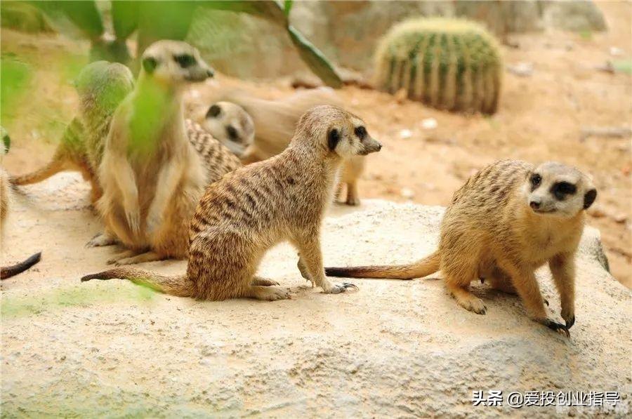 甲龙传说外传,甲龙传说外传,秘境探险指南