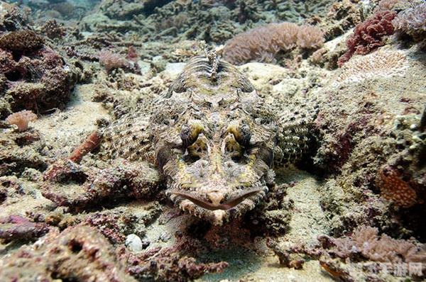 动物大联盟,动物大联盟手游攻略,成为动物王国的霸主