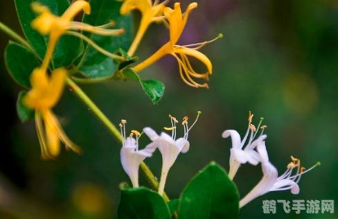 揭秘忍冬花,金银花的由来与手游中的寻宝攻略
