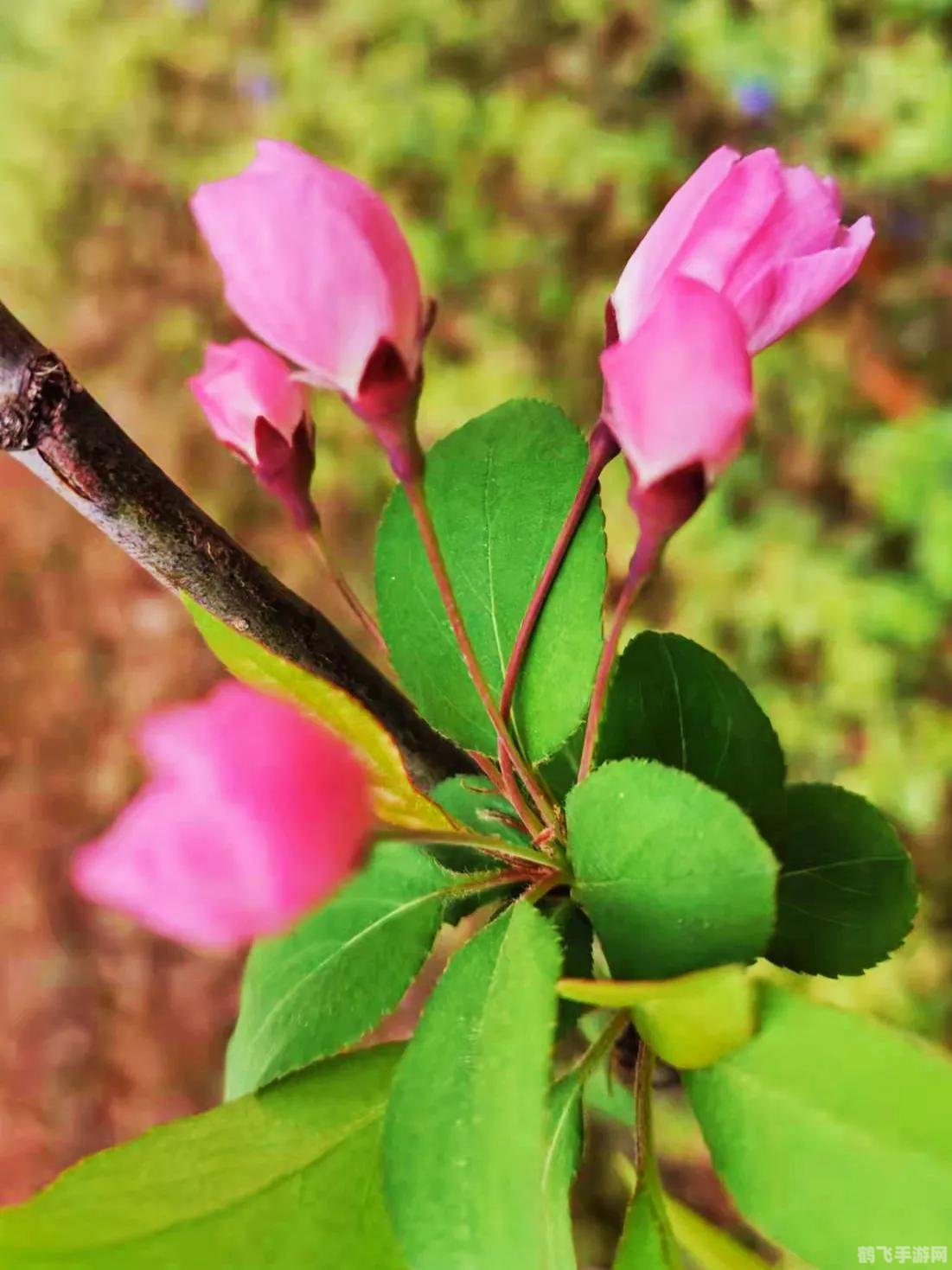 绿蚁蚂蚁庄园手游攻略,打造你的蚂蚁帝国