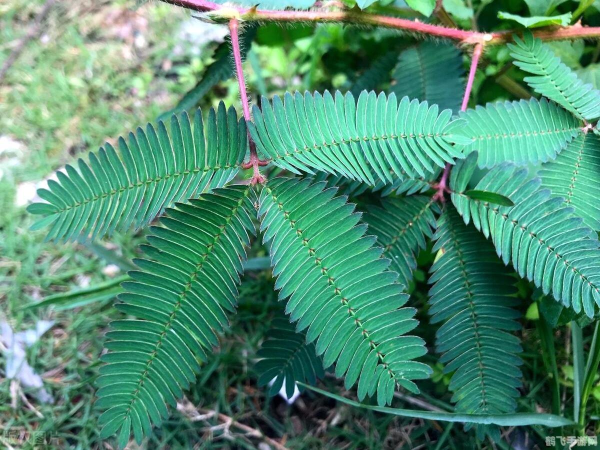 俗话说蚂蚁庄园游戏攻略与心得