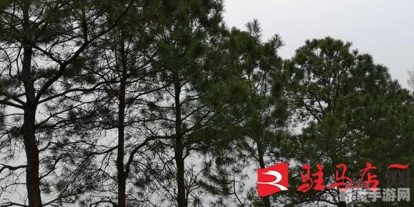 呼吸治疗师蚂蚁新村手游攻略，打造你的专属蚂蚁帝国