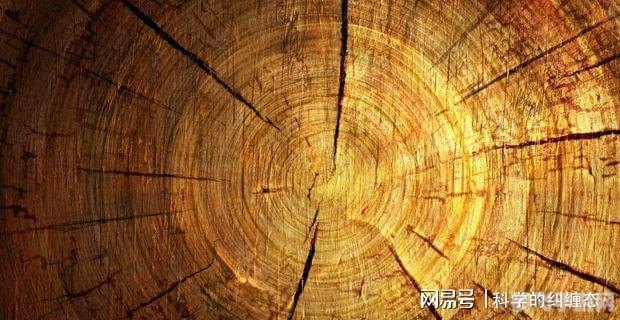 树木年轮与真实年龄，一场探寻树龄真相的冒险