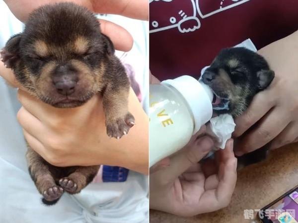 导航犬地图手游深度玩法与攻略指南