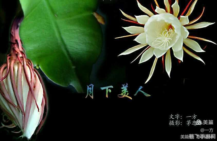 月下美人怎么合,月下美人合成攻略