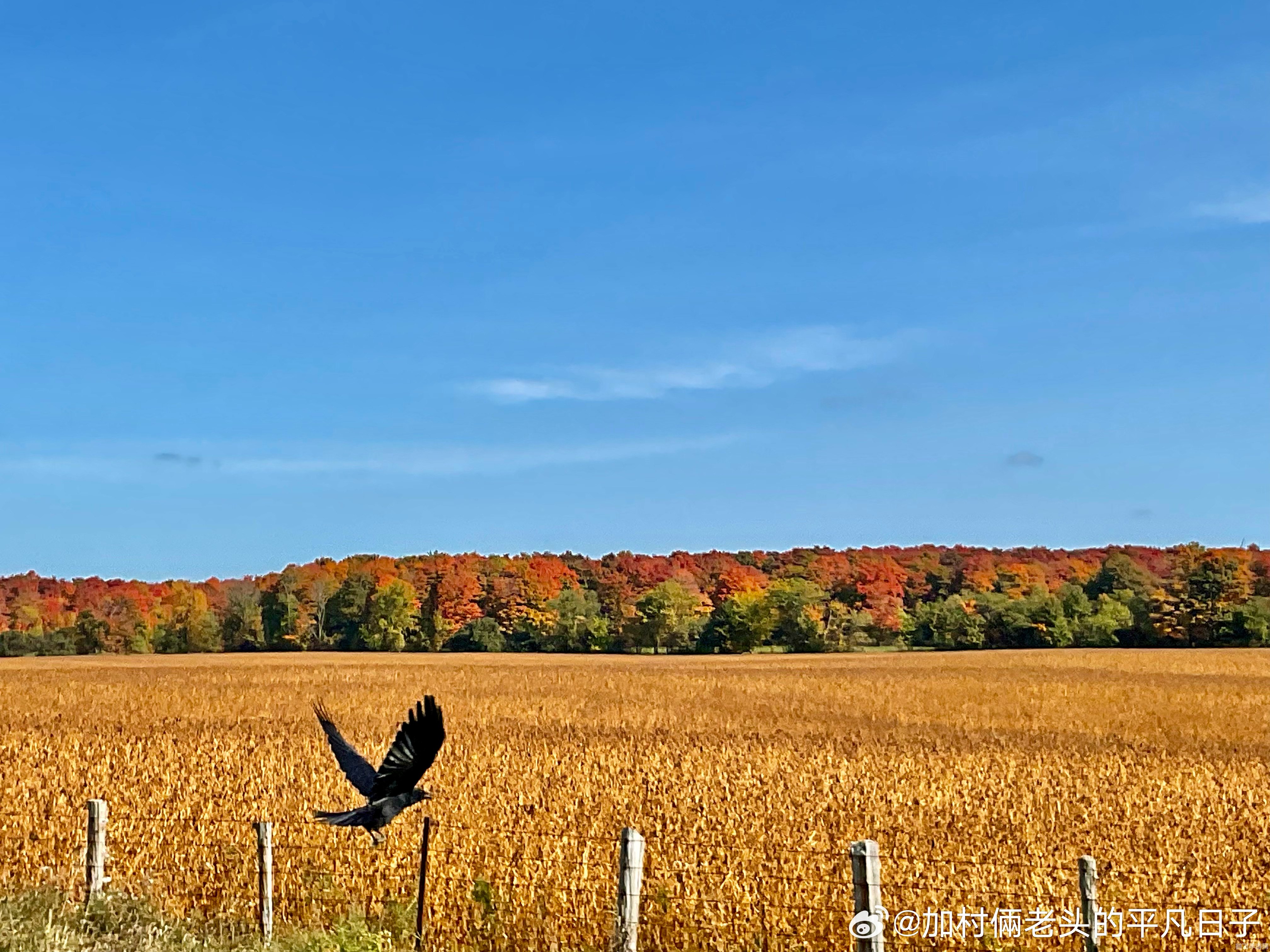 秋意盎然，探索蚂蚁庄园的秋日风光