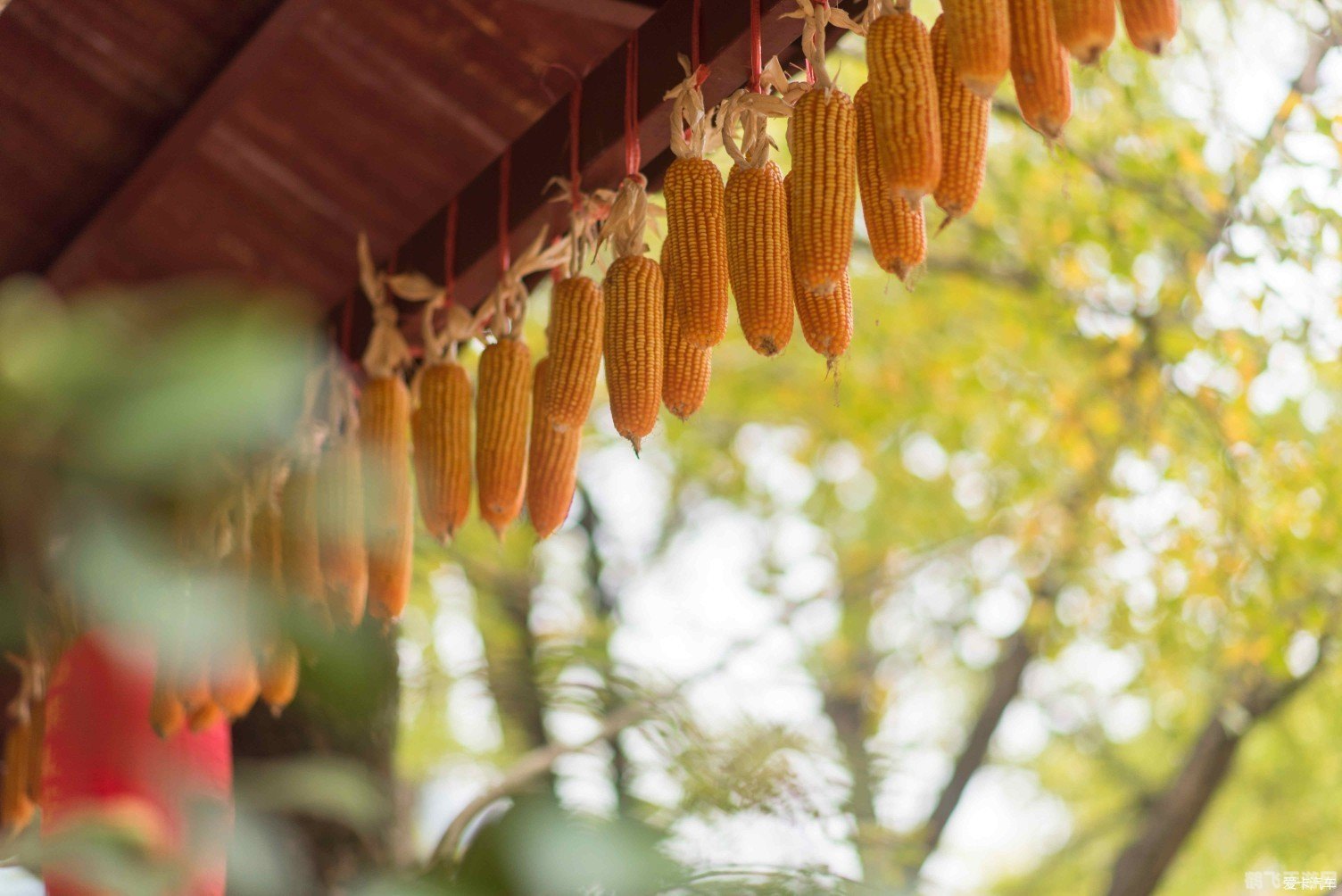 秋意盎然，探索蚂蚁庄园的秋日风光