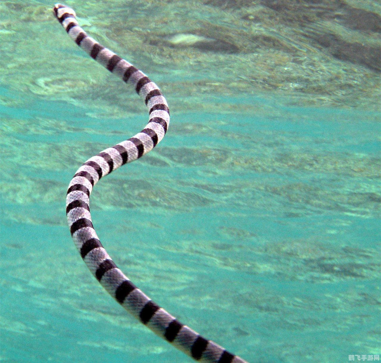 夺命毒龙剑的起源