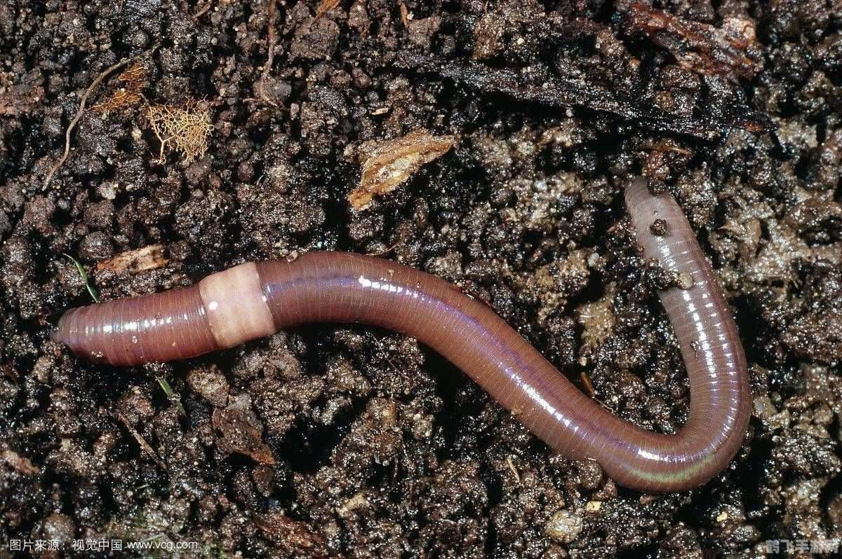 蚯蚓看什么辨别方向,蚯蚓的冒险之旅,如何巧妙辨别方向