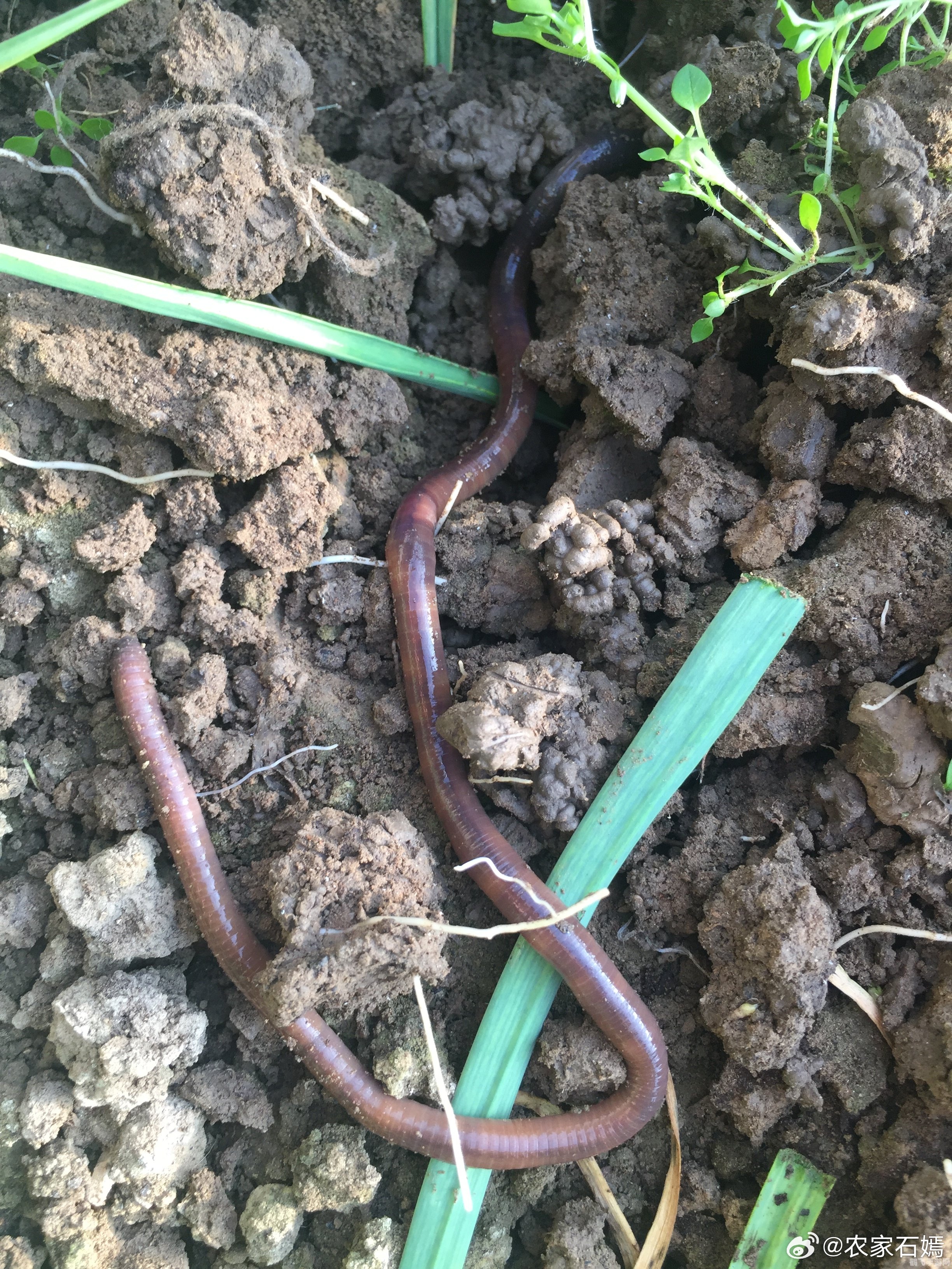 蚯蚓看什么辨别方向,蚯蚓的冒险之旅,如何巧妙辨别方向