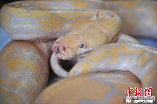 鬼医的神秘宠物蛇探秘与攻略