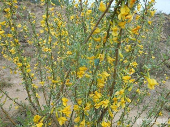 冬季雪封草地动物的救命草是什么,揭秘冬季雪封草地中的救命草——柠条