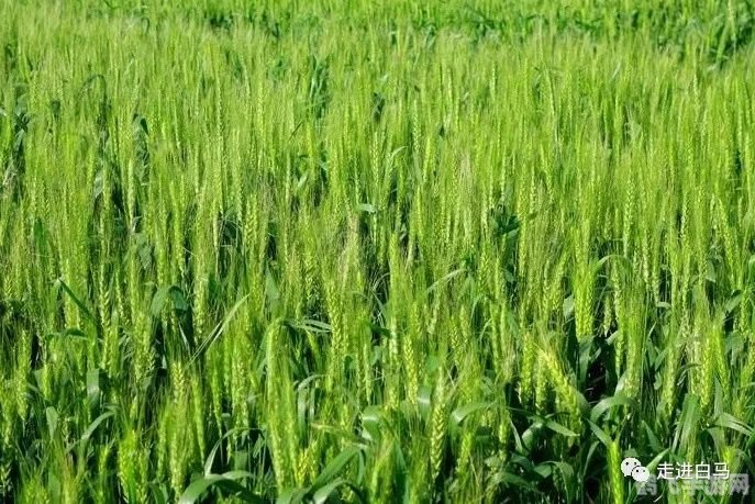 探秘有芒作物,小麦引领的农业奇迹