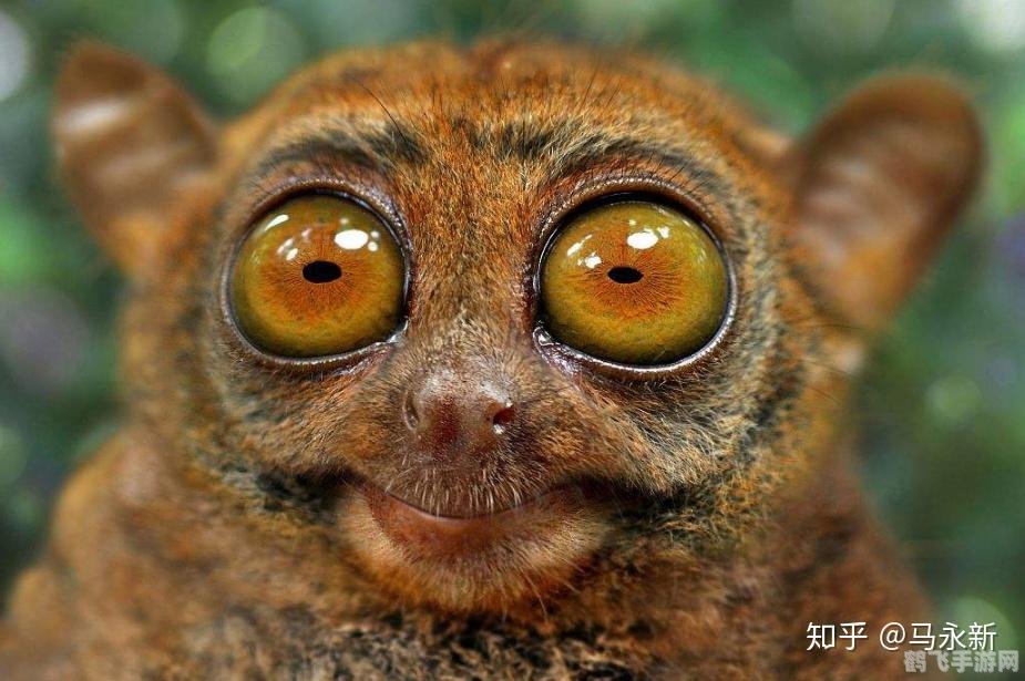 哪种动物不会眨眼,探索神秘动物世界,揭秘不眨眼的神秘生物!