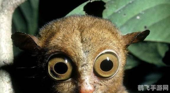 哪种动物不会眨眼,探索神秘动物世界,揭秘不眨眼的神秘生物!