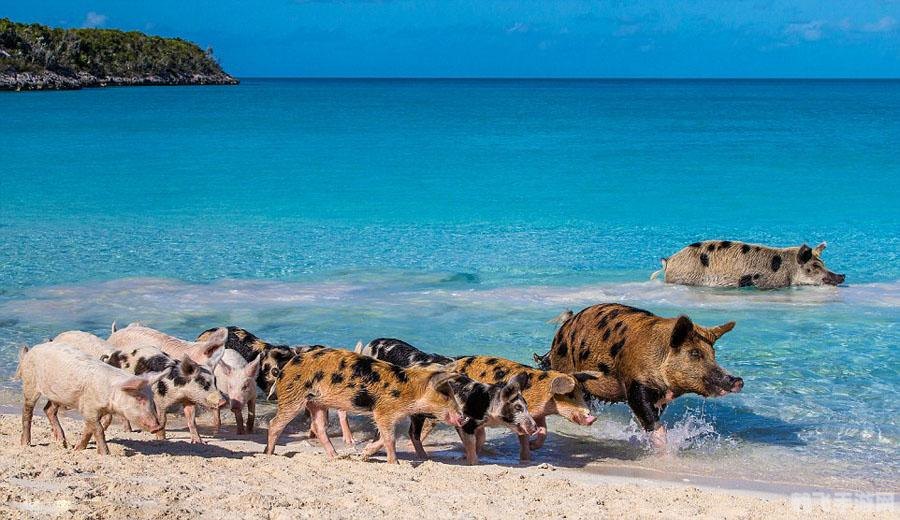 探索巴厘岛Major，手游玩家的热带天堂冒险攻略