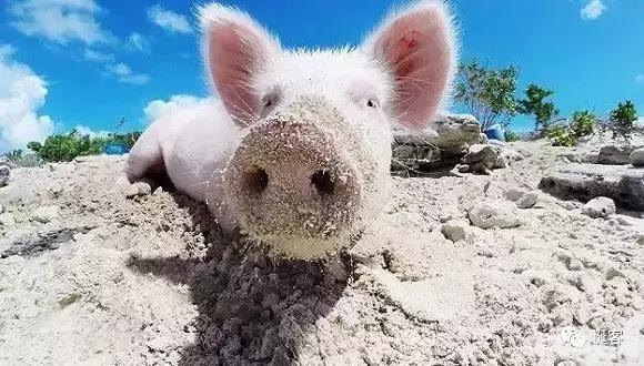 探索巴厘岛Major，手游玩家的热带天堂冒险攻略