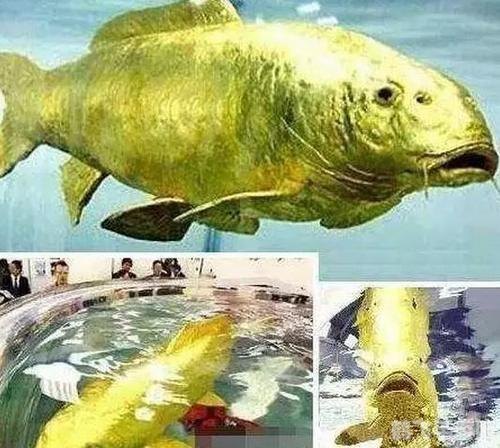 被称为软黄金的鱼类是什么,揭秘软黄金之谜，鳗鱼苗手游攻略大揭秘！