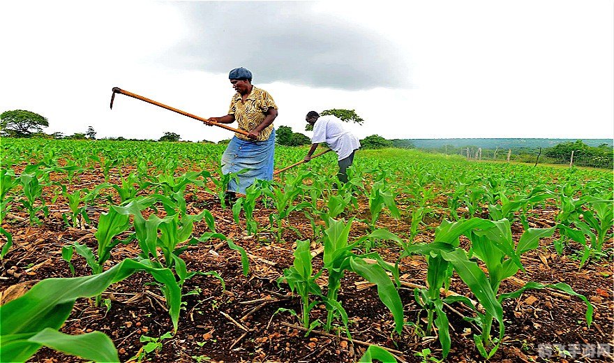 九月青豆角产地,九月青豆角产地探秘,游戏中的豆角种植攻略
